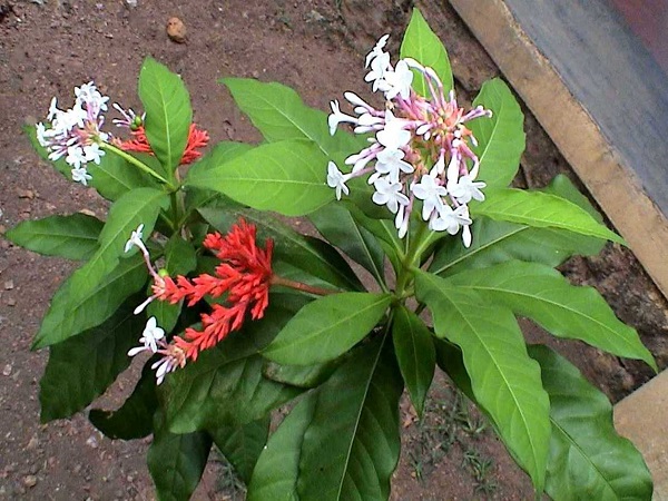 Rauvolfia serpentina (L.) Benth. ex Kurz