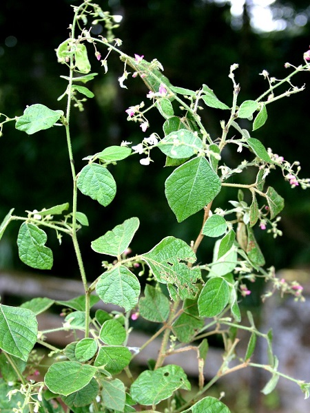 Pseudarthria viscida (L.) Wight & Arn.