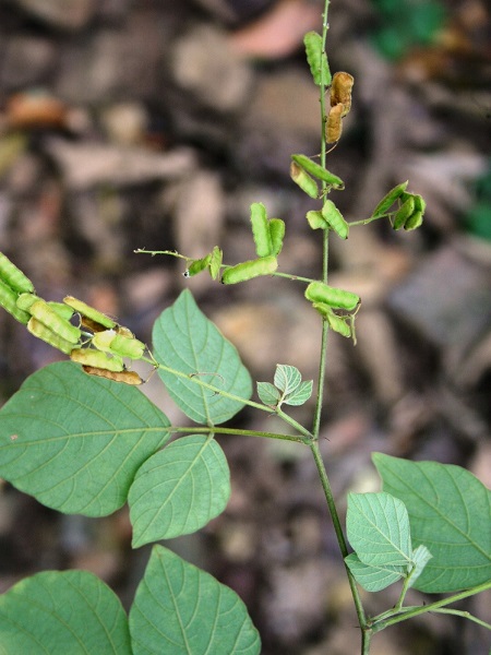 Pseudarthria viscida (L.) Wight & Arn.