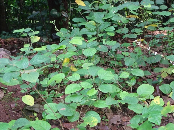 Desmodium gangeticum (L.) Dc.