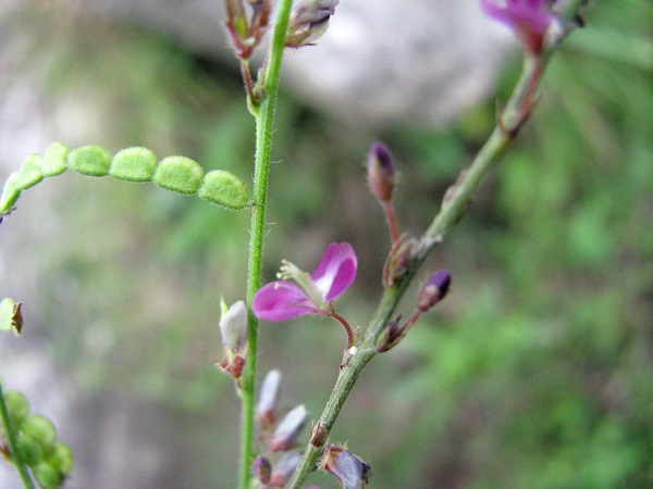 Desmodium gangeticum (L.) Dc.