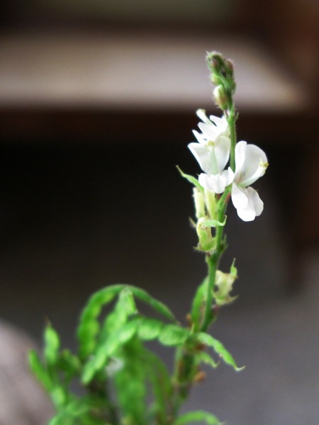 Desmodium gangeticum (L.) Dc.