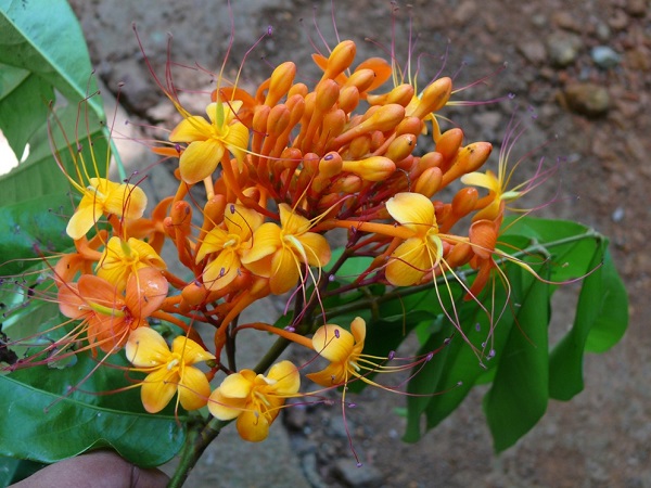 Saraca asoca (Roxb.) Willd.