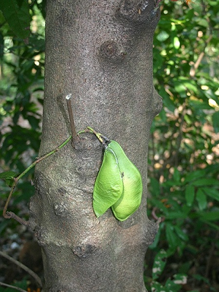 Saraca asoca (Roxb.) Willd.