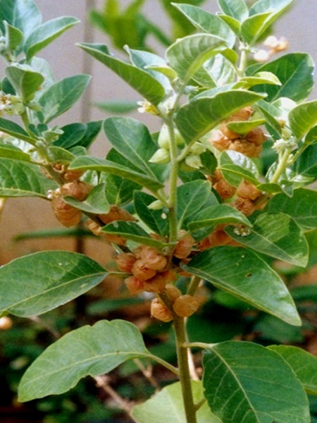 Withania somnifera (L.) Dunal