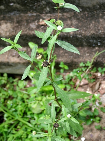 Eclipta prostrata (L.) L.