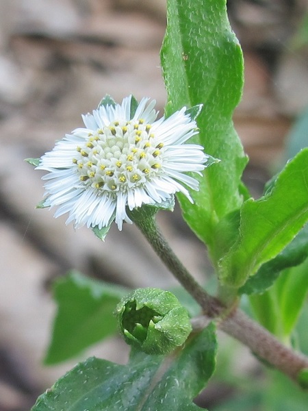 Eclipta prostrata (L.) L.