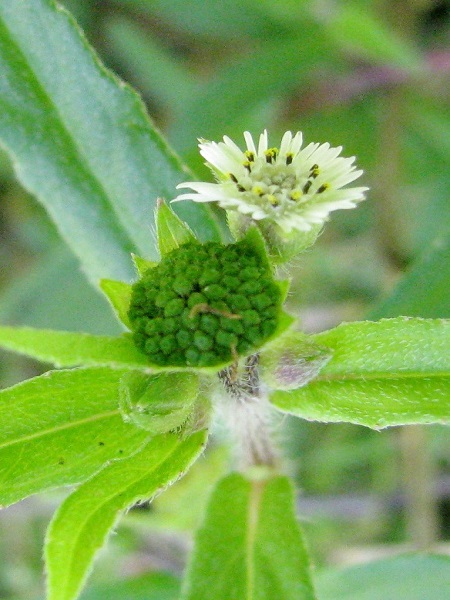 Eclipta prostrata (L.) L.