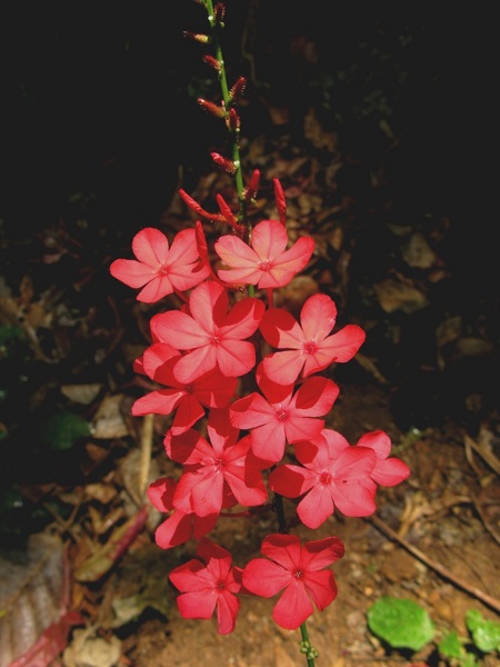 Plumbago indica L.