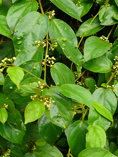 Gymnema sylvestre (Retz.) R.Br. ex Sm.