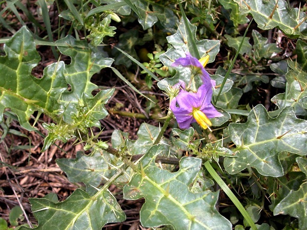 Solanum virginianum L.