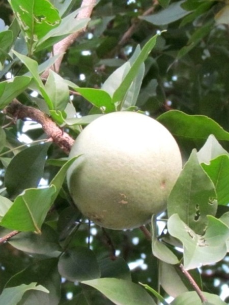 Aegle marmelos (L.) CorrÃªa