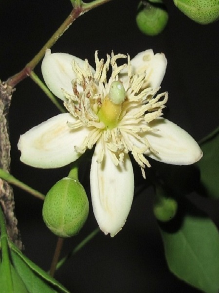 Aegle marmelos (L.) CorrÃªa