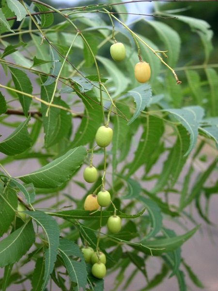 Azadirachta indica A.Juss.