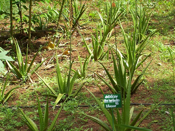 Aloe vera (L.) Burm.f.