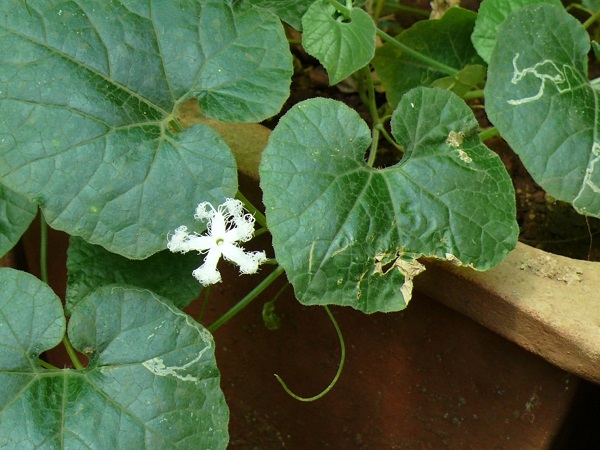 Trichosanthes cucumerina L.