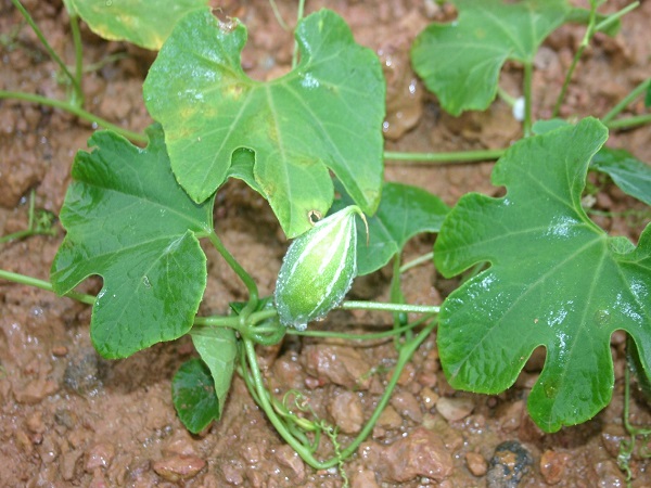 Trichosanthes cucumerina L.