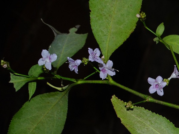 Strobilanthes ciliatus (Nees) Bremek.