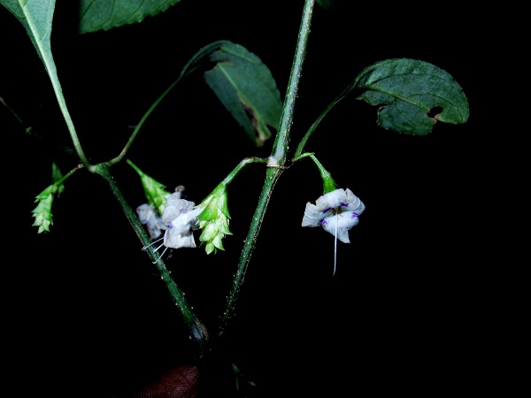 Strobilanthes ciliatus (Nees) Bremek.