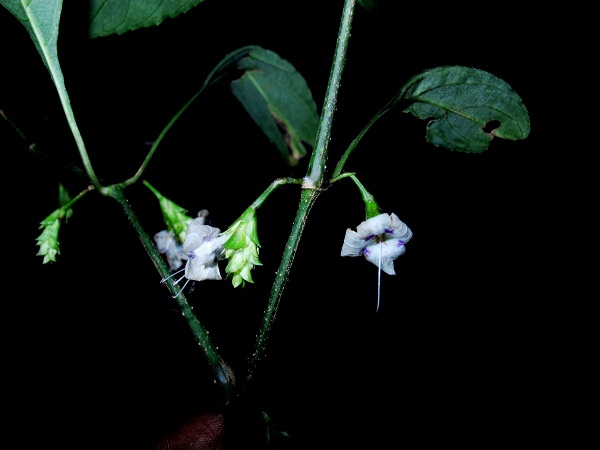 Strobilanthes ciliatus (Nees) Bremek.