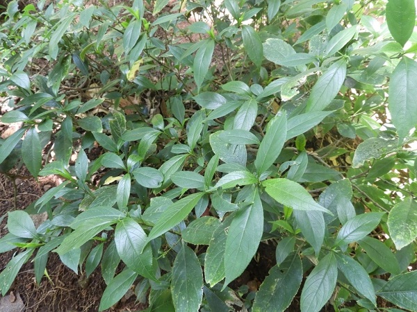 Strobilanthes ciliatus (Nees) Bremek.