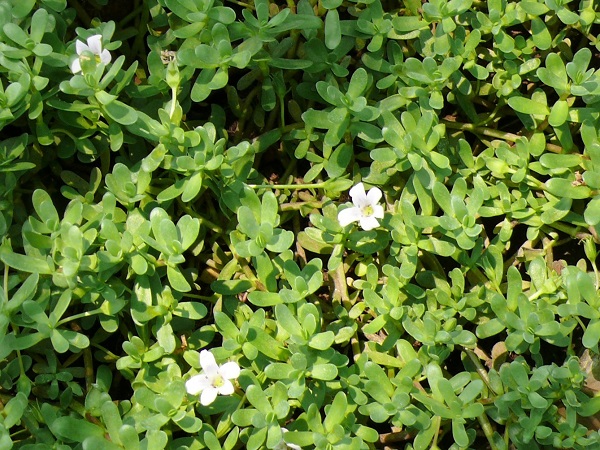 Bacopa monnieri (L.) Wettst.