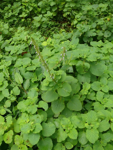 Plectranthus hadiensis Var. tomentosus (Benth ex E. Mey.) Codd