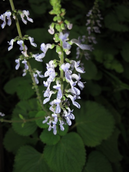 Plectranthus hadiensis Var. tomentosus (Benth ex E. Mey.) Codd