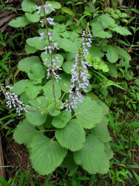 Plectranthus hadiensis Var. tomentosus (Benth ex E. Mey.) Codd