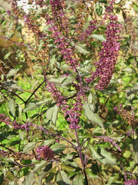 Ocimum tenuiflorum L.