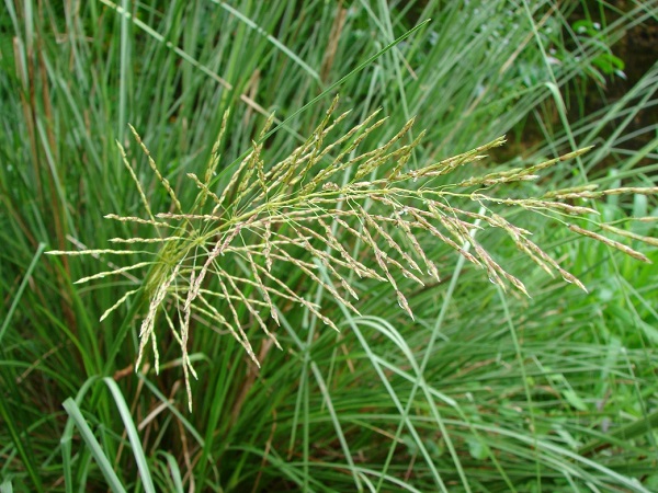 Chrysopogon zizanioides (L.) Roberty