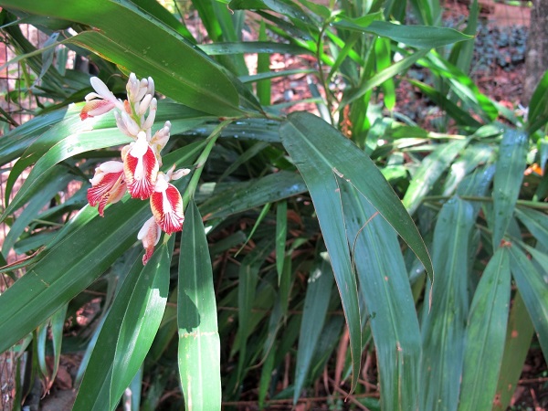 Alpinia calcarata Rosc.