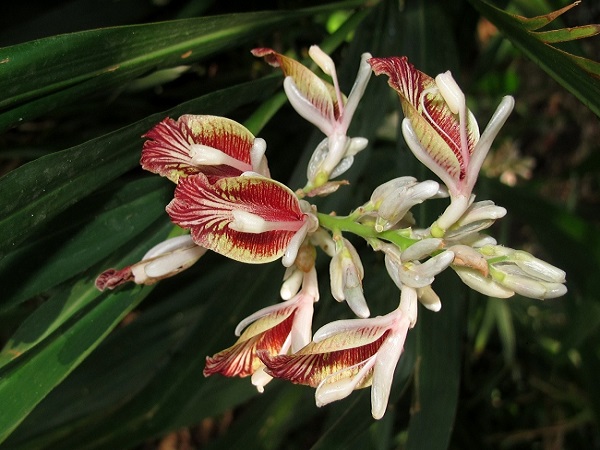 Alpinia calcarata Rosc.