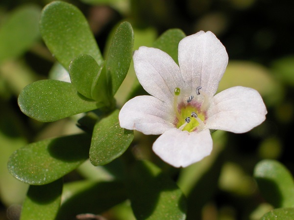 Bacopa monnieri (L.) Wettst.