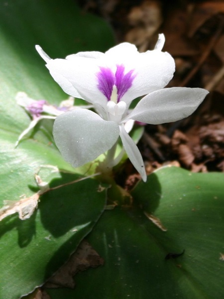 Kaempferia galanga L.