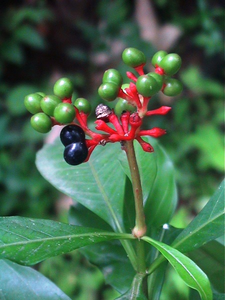 Rauvolfia serpentina (L.) Benth. ex Kurz