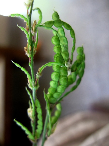 Desmodium gangeticum (L.) Dc.