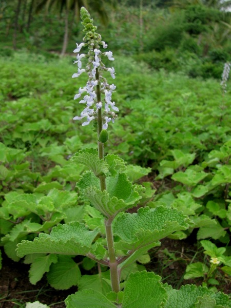 Plectranthus hadiensis Var. tomentosus (Benth ex E. Mey.) Codd